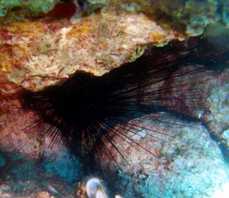 Αχινός Diatema Setosum. https://goo.gl/MjLcGa